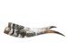 Pair of Polished Steer Horns: 34.5": Gallery Item - 304-P3436-G7532 (Y3HRE)