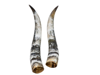 Pair of Polished Steer Horns: 34.5": Gallery Item 