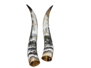 Pair of Polished Steer Horns: 34.5": Gallery Item 