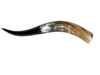 Polished Steer Horn: 24": Gallery Item 