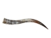 Polished Steer Horn: 34": Gallery Item - 304-S3234-G7518 (Y3HRH)