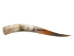 Polished Steer Horn: 32.5": Gallery Item - 304-S3234-G7519 (Y3HRH)