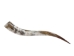 Polished Steer Horn: 34": Gallery Item - 304-S3436-G7529 (Y3HRE)