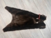 Dyed Sheared Nutria Skin: Gallery Item - 31-G4660 (Y1KWR)