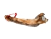 American Gray Squirrel Skin with No Tail: Gallery Item - 32-20-G6520 (Y2IC09)