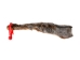 American Gray Squirrel Skin with No Tail: Gallery Item - 32-20-G6520 (Y2IC09)
