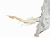 Horse Hide: XL: Gallery Item - 36-XL-G6485 (Y1HRL)