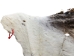 Horse Hide: XL: Gallery Item - 36-XL-G6485 (Y1HRL)