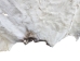 Horse Hide: XL: Gallery Item - 36-XL-G6485 (Y1HRL)