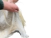 Horse Hide: XL: Gallery Item - 36-XL-G6486 (Y1HRL)