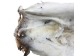 Horse Hide: XL: Gallery Item - 36-XL-G6486 (Y1HRL)