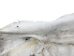 Horse Hide: XL: Gallery Item - 36-XL-G6486 (Y1HRL)