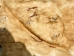 Horse Hide: XL: Gallery Item - 36-XL-G6495 (Y2DRN)