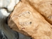 Horse Hide: XL: Gallery Item - 36-XL-G6495 (Y2DRN)