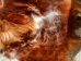 Horse Hide: XL: Gallery Item - 36-XL-G6495 (Y2DRN)