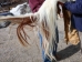 Horse Hide: XL: Gallery Item - 36-XL-G6495 (Y2DRN)