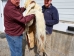Horse Hide: XL: Gallery Item - 36-XL-G6495 (Y2DRN)