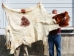 Horse Hide: XL: Gallery Item - 36-XL-G6495 (Y2DRN)