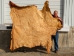 Horse Hide: XL: Gallery Item - 36-XL-G6496 (Y2DRP)