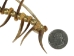 Real Iroquois Badger Claw Necklace: 10-Claw: Gallery Item - 368-710-G6389 (Y1MC08)