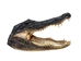 Alligator Head: 15-16&quot; Gallery Item - 381-10-1516-G4694 (Y2P)
