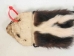 Deluxe Skunk Bag: Gallery Item - 429-DX-G4793 (Y2JC03)