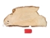 Partial Beaver Skin: Bleached: Gallery Item - 50-55-G4465 (Y1LRB)