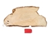 Partial Beaver Skin: Bleached: Gallery Item - 50-55-G4465 (Y1E)
