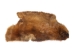 Partial Beaver Skin: Bleached: Gallery Item - 50-55-G4465 (Y1LRB)