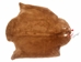 Sheared Beaver Skin: Bleached: Gallery Item - 50-55-G4481 (Y1E)
