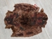 Sheared Beaver Skin: Dyed and Acid-Washed: Gallery Item - 50-55-G4487 (Y1E)