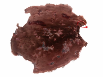Sheared Beaver Skin: Dyed and Acid-Washed: Gallery Item 