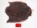 Sheared Beaver Skin: Dyed and Acid-Washed: Gallery Item - 50-55-G4490 (Y1E)
