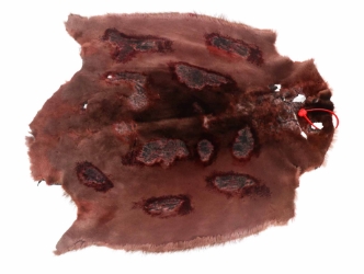 Sheared Beaver Skin: Dyed and Acid-Washed: Gallery Item 
