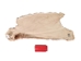 Partial Beaver Skin: Bleached: Gallery Item - 50-55-G4498 (Y1E)