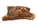 Partial Beaver Skin: Bleached: Gallery Item - 50-55-G4498 (Y1E)