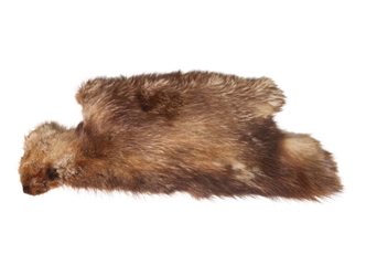 Partial Beaver Skin: Bleached: Gallery Item 