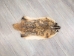 North American Badger Skin: Trading Post Grade: Gallery Item - 52-TP-A-G4846 (Y2D)
