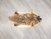 North American Badger Skin: Trading Post Grade: Gallery Item - 52-TP-A-G4846 (9UL22)