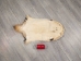 North American Badger Skin: Trading Post Grade: Gallery Item - 52-TP-A-G4847 (Y2EWR)
