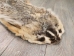North American Badger Skin: Trading Post Grade: Gallery Item - 52-TP-A-G4847 (Y2EWR)