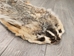 North American Badger Skin: Trading Post Grade: Gallery Item - 52-TP-A-G4847 (Y2D)