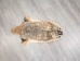 North American Badger Skin: Trading Post Grade: Gallery Item - 52-TP-A-G4847 (Y2EWR)
