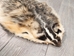 North American Badger Skin: Trading Post Grade: Gallery Item - 52-TP-A-G4848 (Y2D)