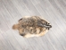 North American Badger Skin: Trading Post Grade: Gallery Item - 52-TP-A-G4848 (Y2D)