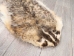 North American Badger Skin: Trading Post Grade: Gallery Item - 52-TP-A-G4849 (Y2EWR)