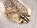 North American Badger Skin: Trading Post Grade: Gallery Item - 52-TP-A-G4849 (Y2D)