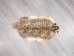 North American Badger Skin: Trading Post Grade: Gallery Item - 52-TP-A-G4849 (Y2EWR)