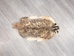 North American Badger Skin: Trading Post Grade: Gallery Item - 52-TP-A-G4849 (Y2D)