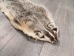 North American Badger Skin: Trading Post Grade: Gallery Item - 52-TP-A-G4850 (Y2EWR)